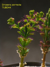 emerging plant