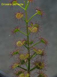 close-up of stem showing the whorls of leaves