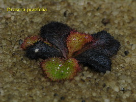 plant at the end of the growing season