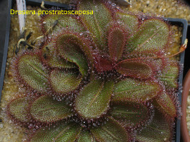 plants in the middle of the growing season. Note the prostrate flower stalk of the upper plant