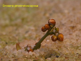 emerging flower stalk, smaller plant