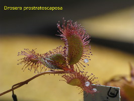 flower stalk with leaves