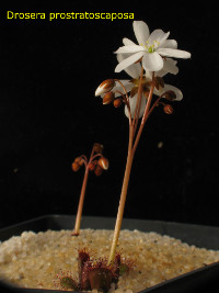 plant starting to flower while the leaves are still emerging