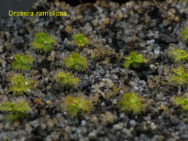 seedlings