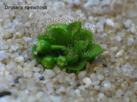 emerging plant with developing flower buds