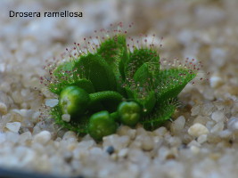 emerging plant with developing flower buds