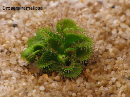 emerging plant after flower