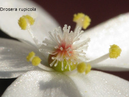 close-up of flower