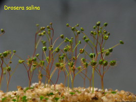 plants during the first half of the growing season. Some of the plants start to produce an at this stage still small flower bud.