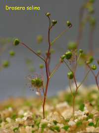 plants during the first half of the growing season. Some of the plants start to produce an at this stage still small flower bud.