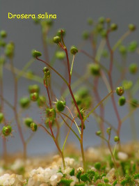 plants during the first half of the growing season. Some of the plants start to produce an at this stage still small flower bud.