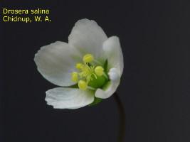 flower with closed anthers