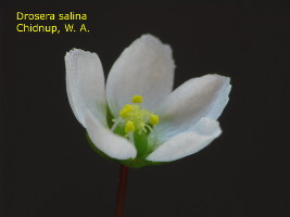 same flower one day later. The yellow pollen now is released.