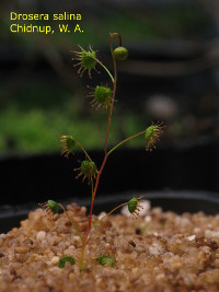 plant about to flower