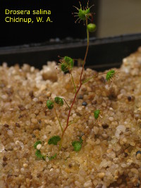 plant about to flower, please note the basal rosette