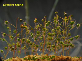 plants about to flower