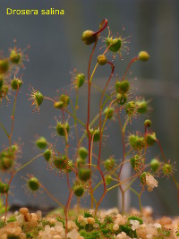 plant about to flower