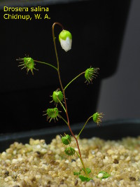 plant about to flower