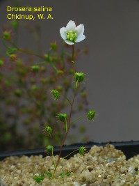 same plant just minutes later: the pollen is not yet released