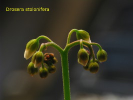 flower buds