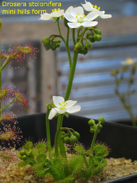 Flowering plant. Note that the plant is not fully developed yet