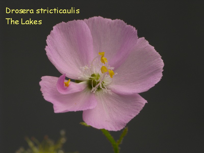 D_stricticaulis_Lakes1.jpg