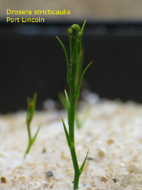 Emerging adult plant. Please note the absence of a basal rosette and the bracts at the lower part of the stem.
