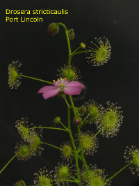 Flowering plant