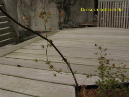 several small plants and one scrambling plant getting ready to flower.