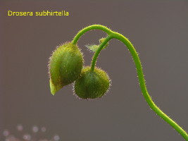 flower buds