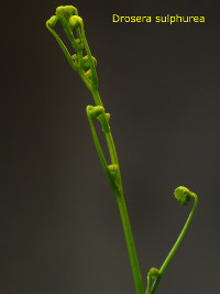 Emerging plant later in the season, now producing leaves (in groups of 3).