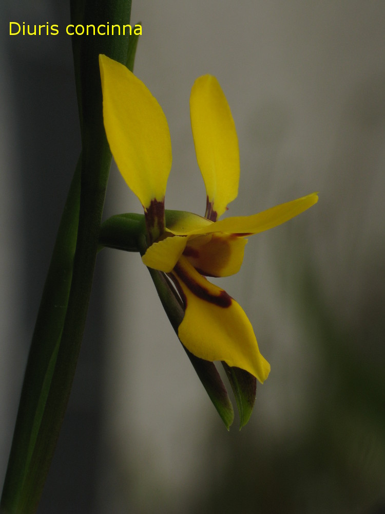 D_concinna03.jpg