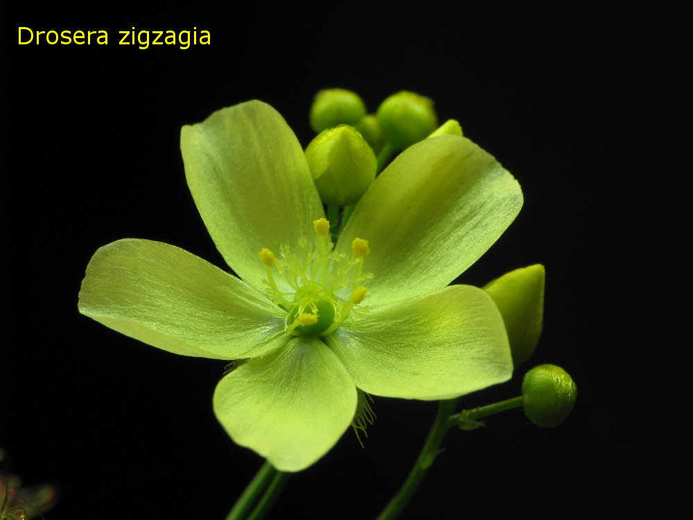 zigzagia_flower.jpg