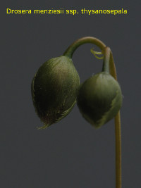 flower bud