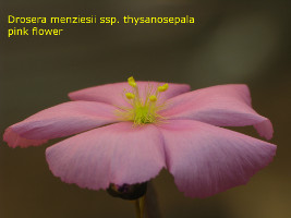 pink flower