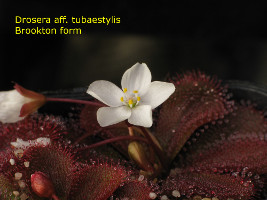 flowering plant