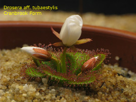 plant starting to flower