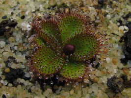 plant with flower bud