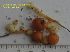 tubers plant 1