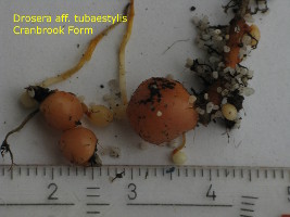 tubers plant 2