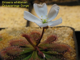 flowering plant