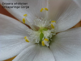 close-up of flower