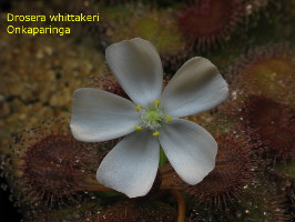 close-up of flower