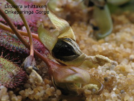 ripened seed capsule