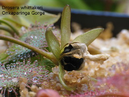 open seed capsule