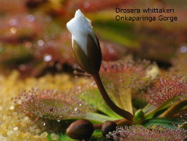 close-up of flower bud