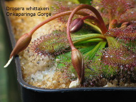 close-up of developing seed pods