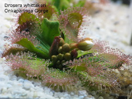 plant with flower buds