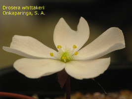 close-up of flower