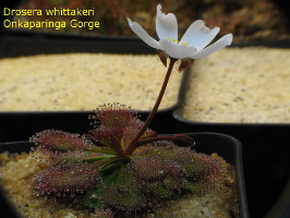 flowering plant